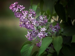 Lilac